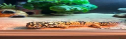 Leopard Gecko reptiles for sale: Leopard gecko and vivarium.  - Advert 3