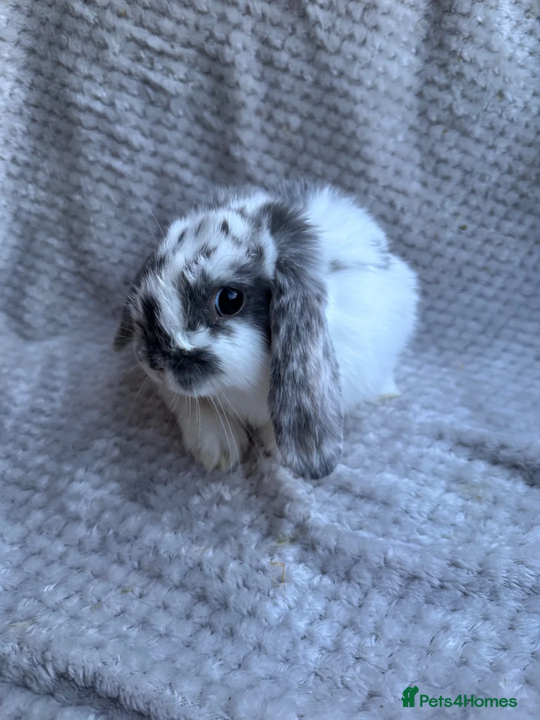 Mini Lop rabbits for sale: 3 lovely male mini lops - Advert 2