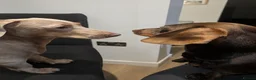 Miniature Dachshund dogs for sale: 2 adorable chocolate tan biys - Advert 2
