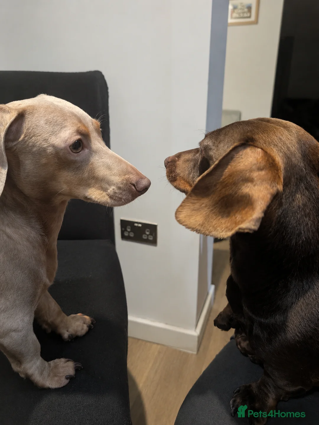 Miniature Dachshund dogs for sale: 2 adorable chocolate tan biys - Advert 2