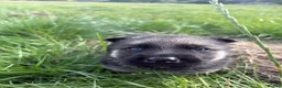 German Shepherd dogs for sale: 3 female German Shepard pups in Littleborough - Advert 12