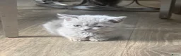 British Shorthair cats for sale: British Shorthair Kittens For Sale - Advert 2