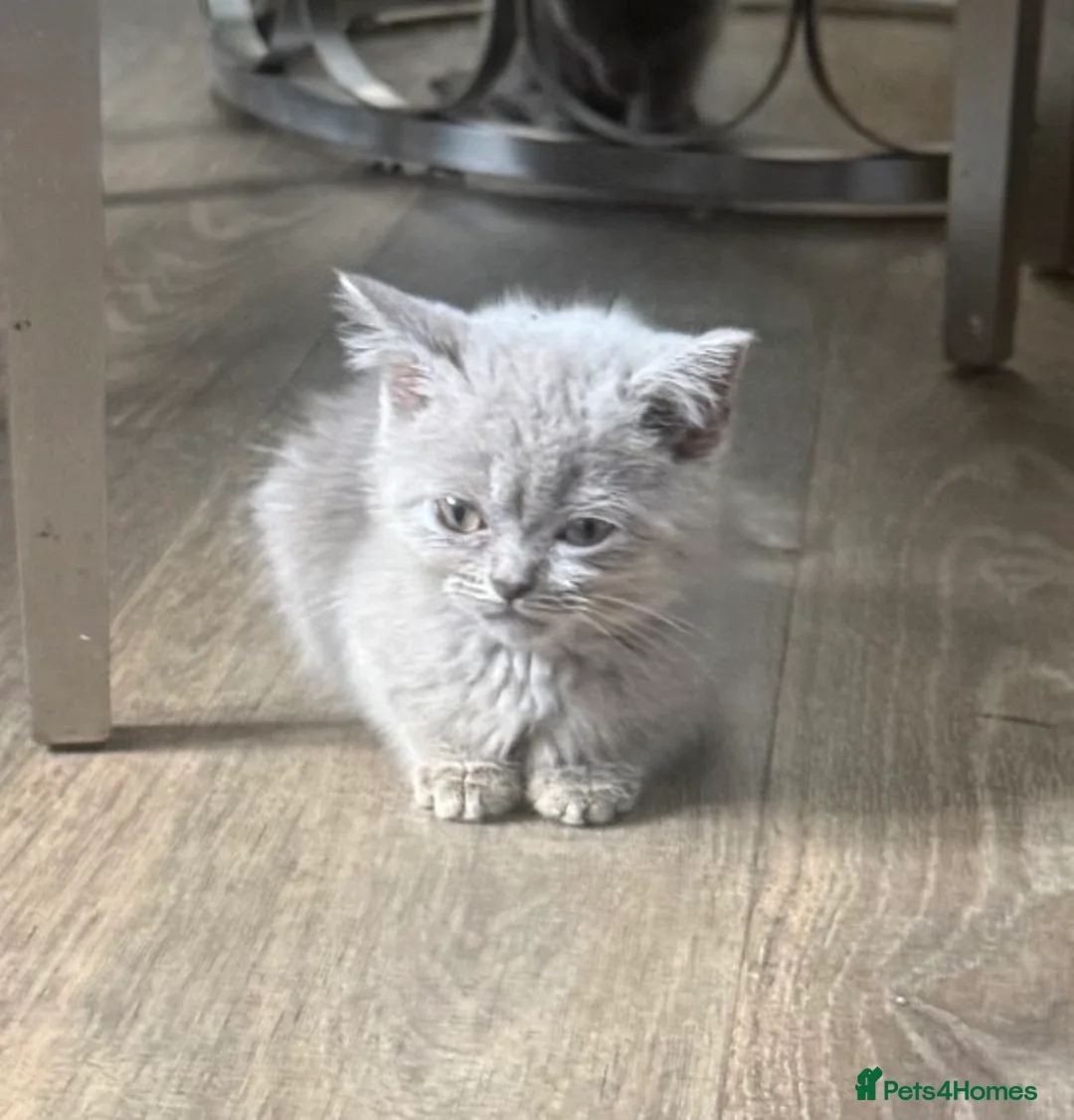 British Shorthair cats for sale: British Shorthair Kittens For Sale - Advert 2