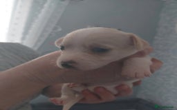 Jack Russell dogs for sale: Jack Russell  puppies for sale  - Image 2