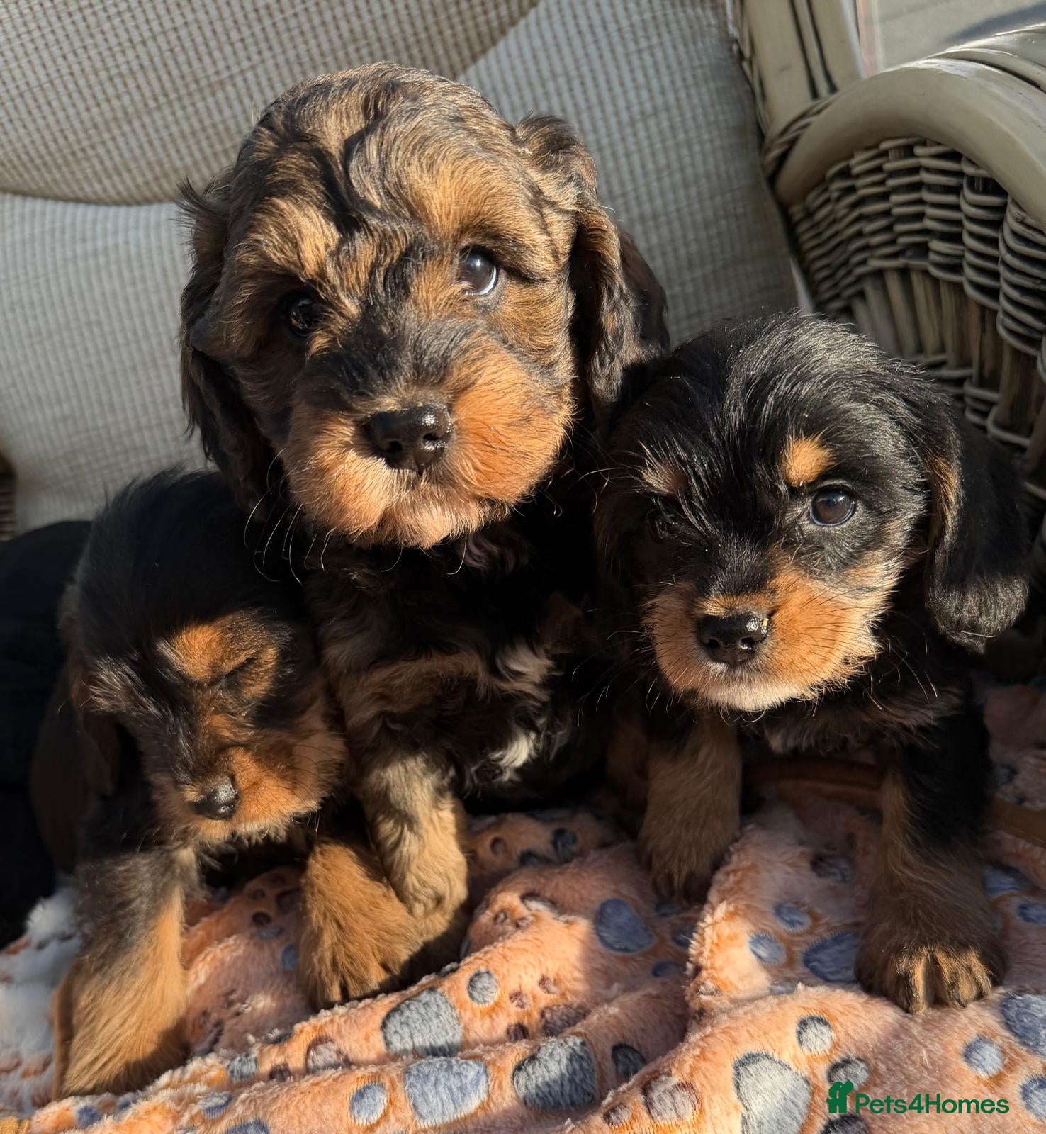 Cockapoo dogs Cockerpoo - Advert 2