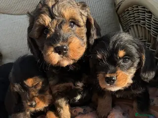 Cockapoo dogs Cockerpoo - Advert 2