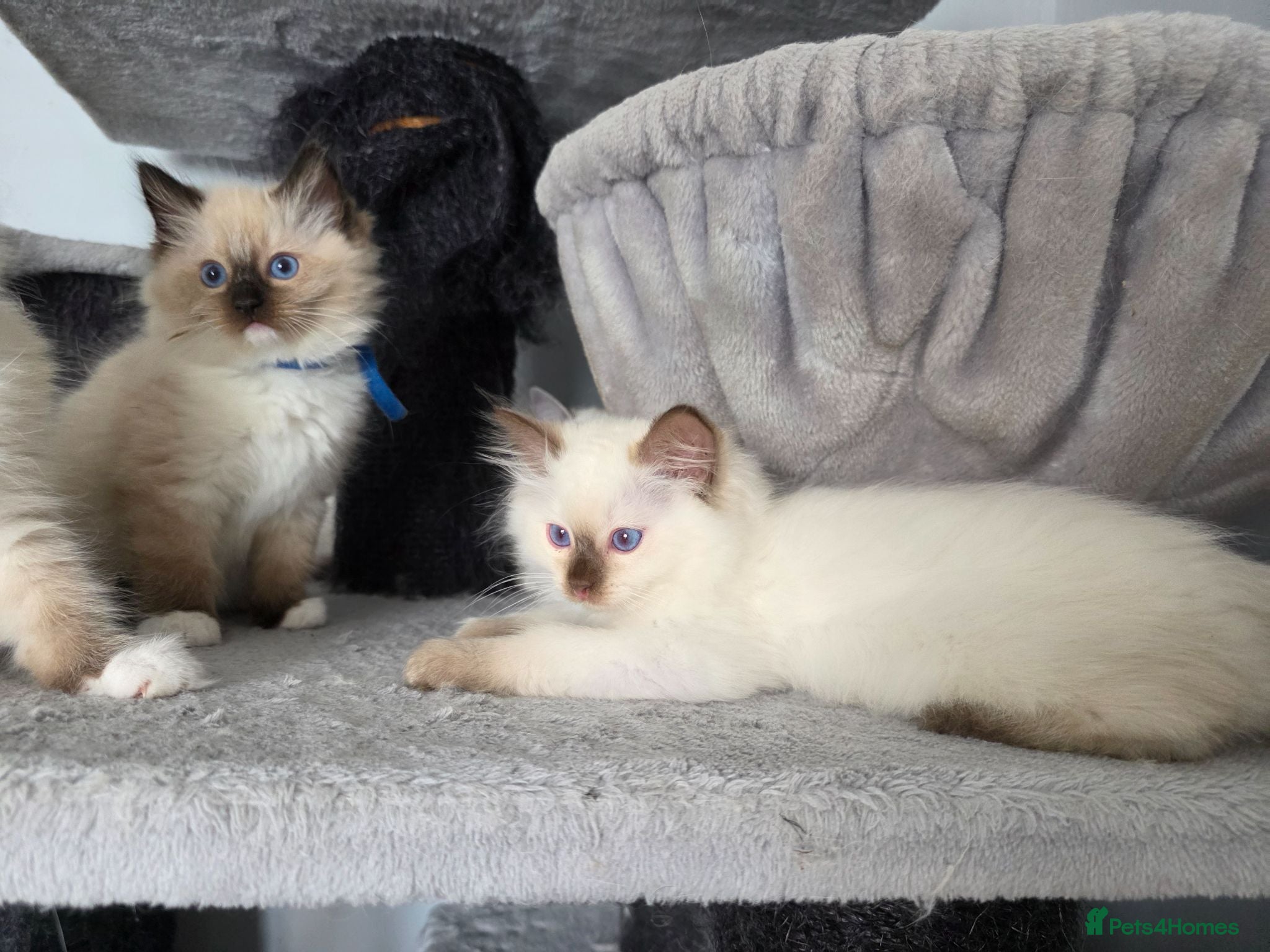 Ragdoll cats GCCF REGISTERED RAGDOLL KITTENS  - Advert 2
