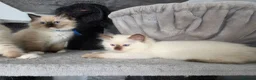 Ragdoll cats for sale: GCCF REGISTERED RAGDOLL KITTENS  - Advert 9