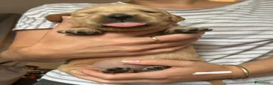 Golden Retriever 7