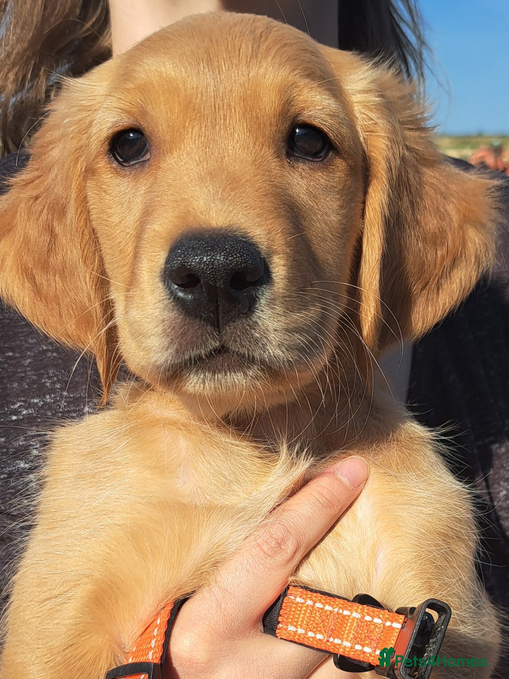 Golden Retriever dogs READY NOW! Healthy, confident and thriving. KC Reg - Advert 2