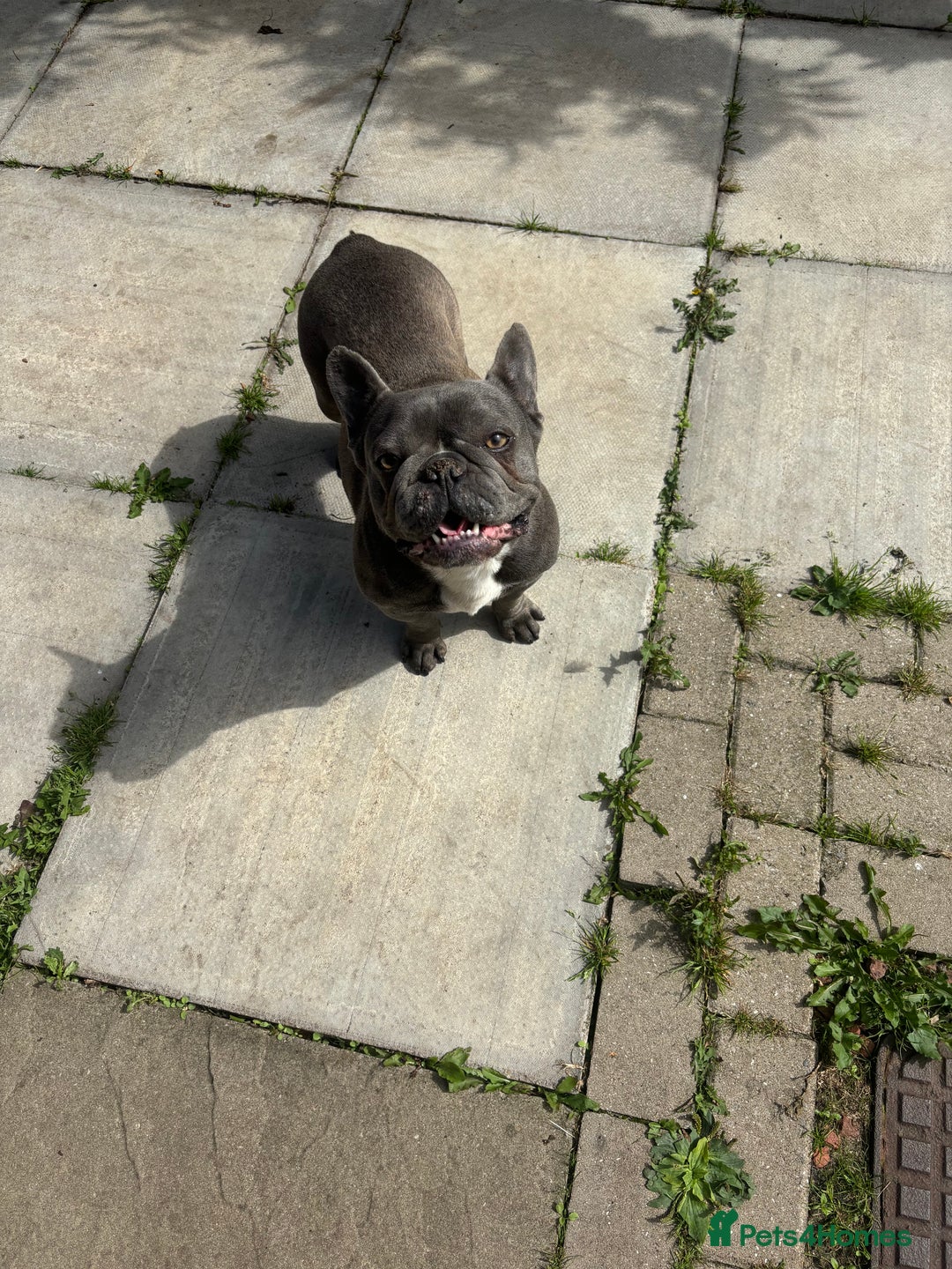 French Bulldog dogs for sale: KC REGISTERED FRENCH BULLDOGS - Advert 3