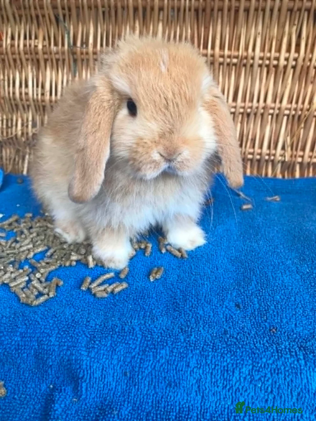Mini Lop rabbits for sale: Mini lop babies.... - Advert 2