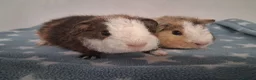 Guinea Pig rodents for sale: Teddy babies - Advert 3