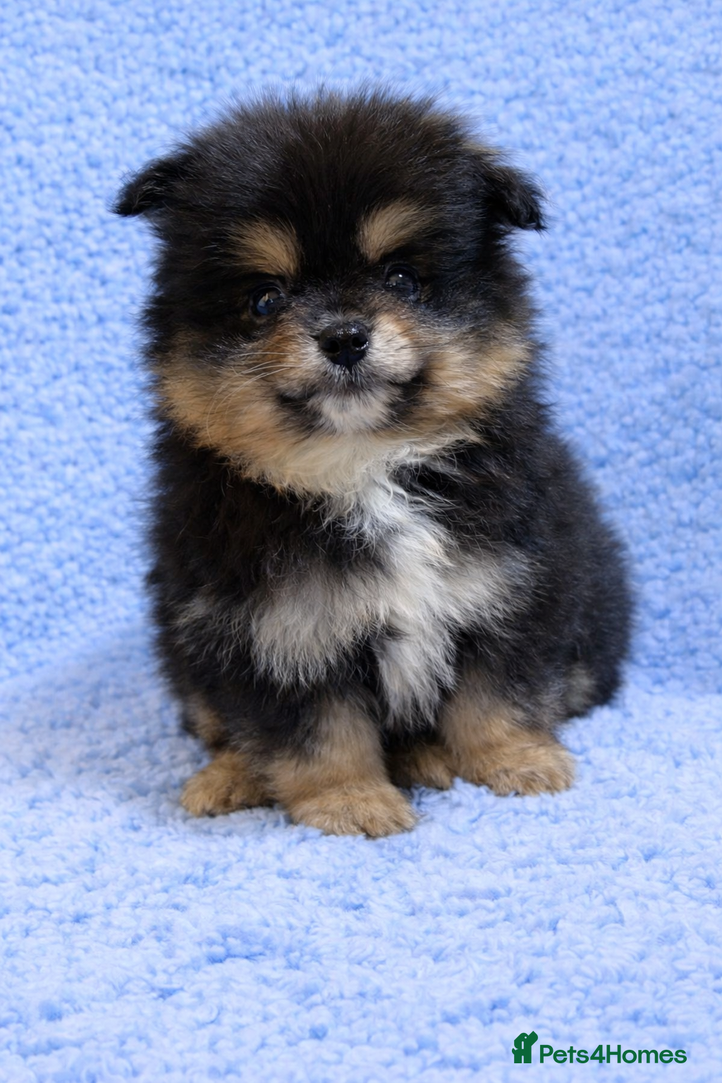 Pomeranian dogs Pomeranian puppies are available now - Advert 3