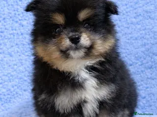 Pomeranian dogs Pomeranian puppies are available now - Advert 3