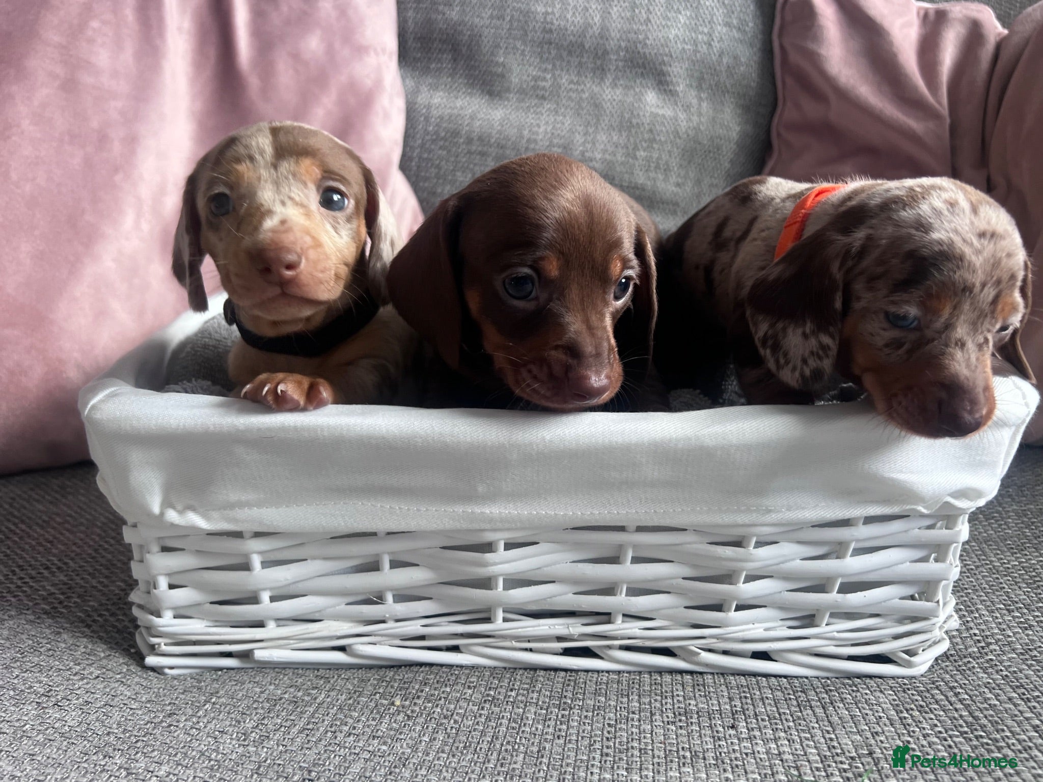 Miniature Dachshund dogs Miniature dachshunds  - Advert 8