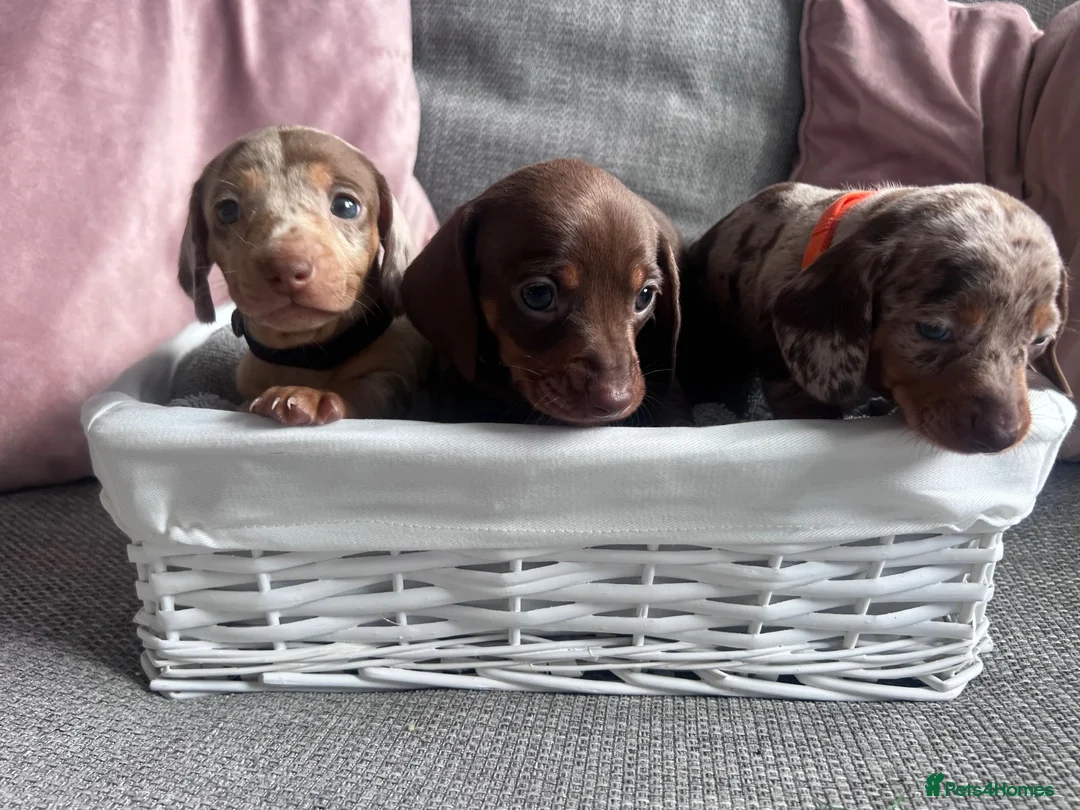 Miniature Dachshund dogs for sale: Miniature dachshunds  - Advert 1