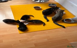 Mixed Breed cats for sale: Beautiful and super playful kittens  - Image 9
