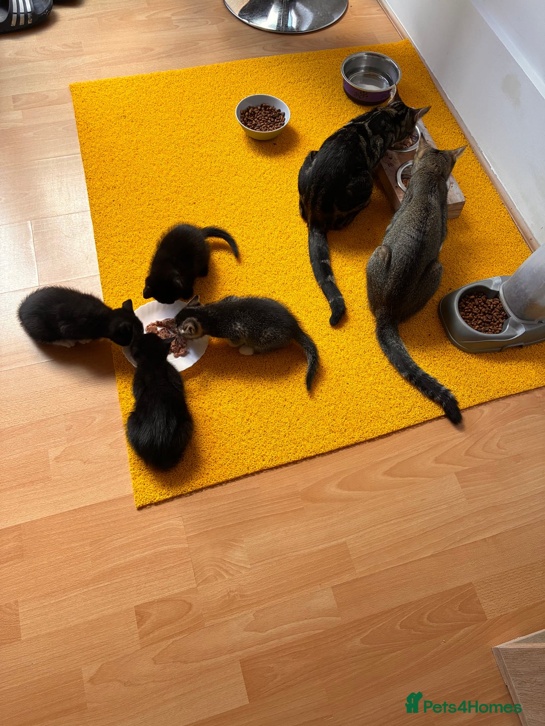 Mixed Breed cats for sale: Beautiful and super playful kittens  - Image 9