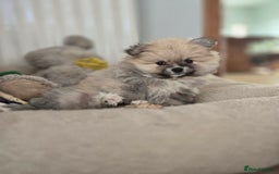 Pomeranian dogs for sale: Miniature Pomeranian Puppies For Sale  - Advert 10