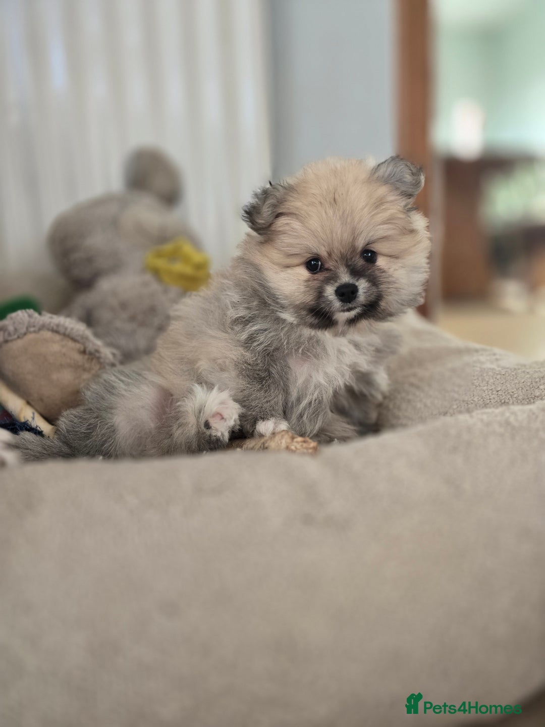 Pomeranian dogs for sale: Miniature Pomeranian Puppies For Sale  - Advert 10