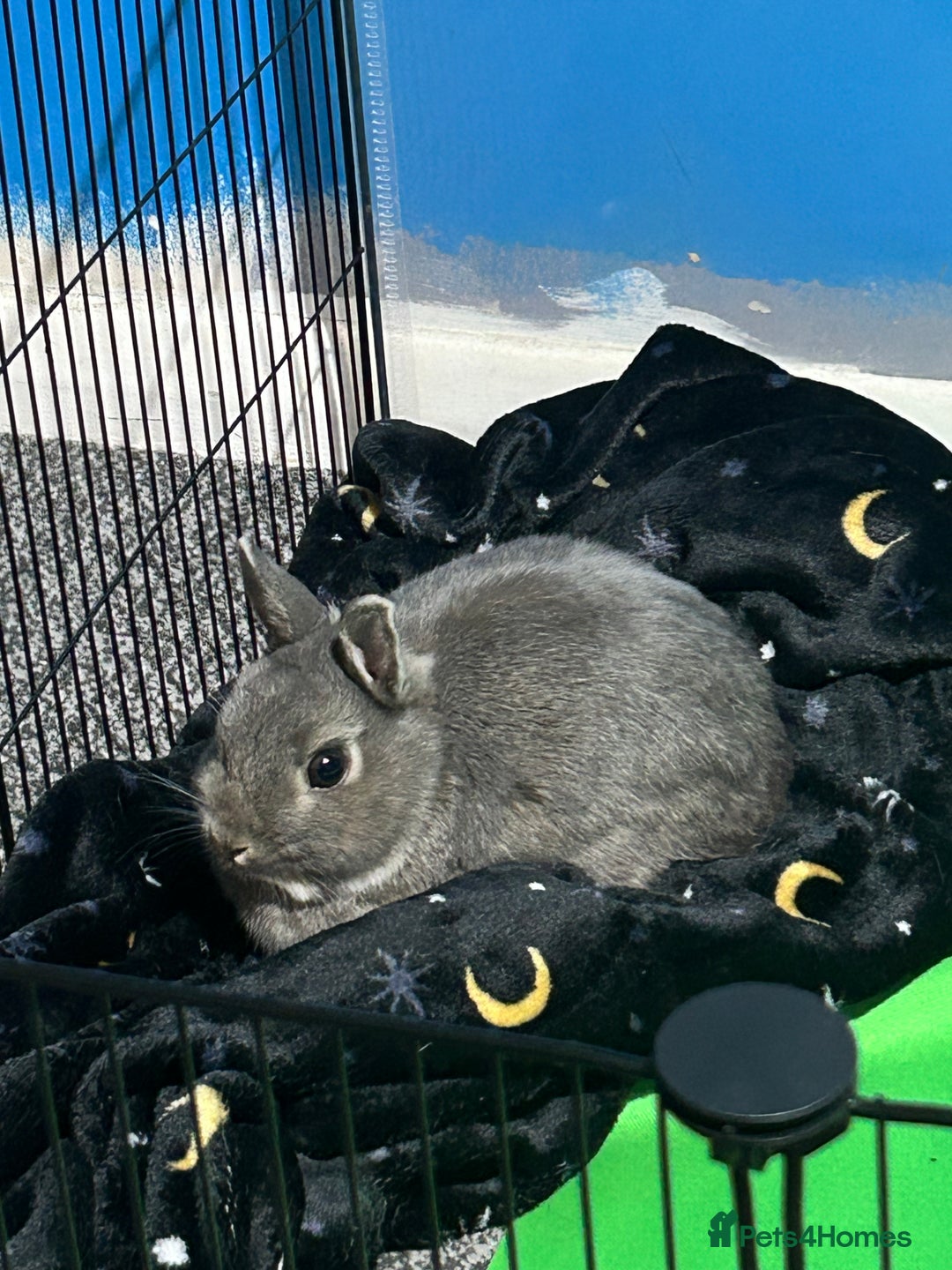 Netherland Dwarf rabbits for sale: Dwarf rabbit for sale  - Advert 2