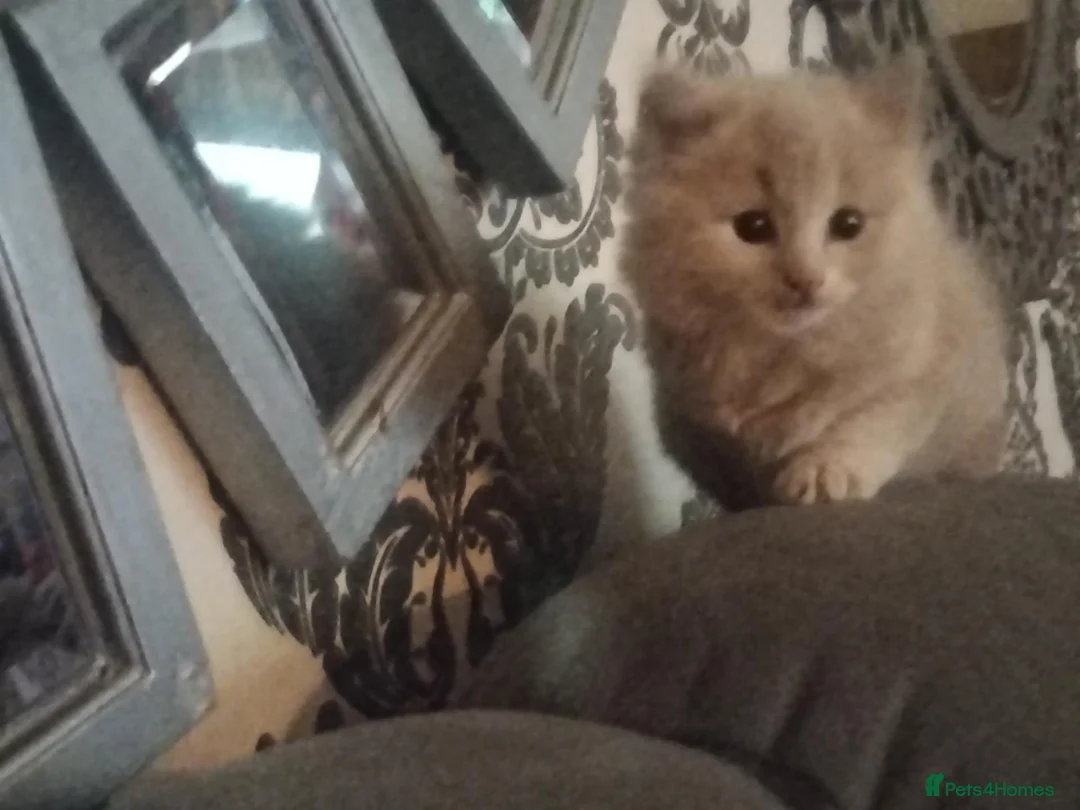 Mixed Breed cats for sale: Adorable kittens - Advert 13