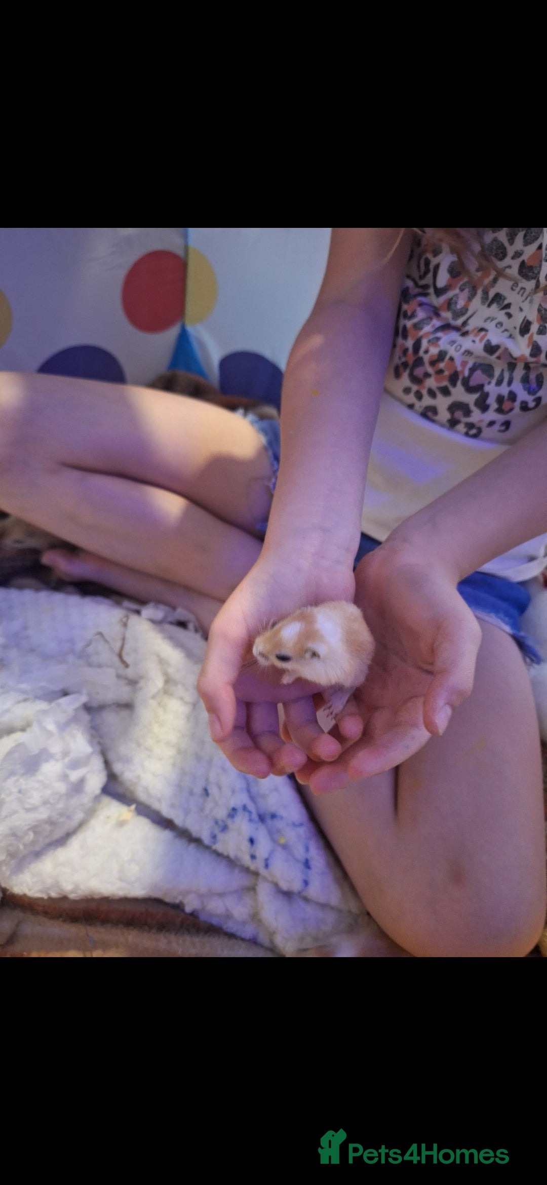 Gerbil rodents for sale: 4 baby gerbils 7 weeks old - Image 6