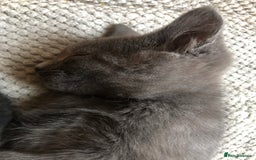 British Shorthair cats for sale: Two Beautiful British Shorthair Boys - Image 11