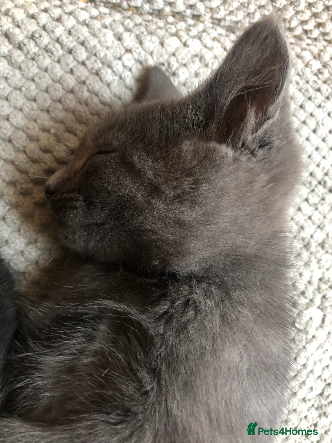 British Shorthair cats for sale: Two Beautiful British Shorthair Boys - Image 11