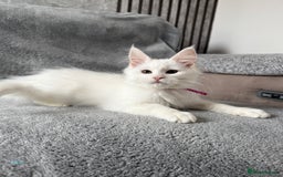 Maine Coon cats for sale: Maine Coon Kittens TICA Registered Cattery  - Image 21