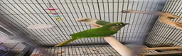 Conures birds for sale: Lovely pair of boy conures - Advert 2