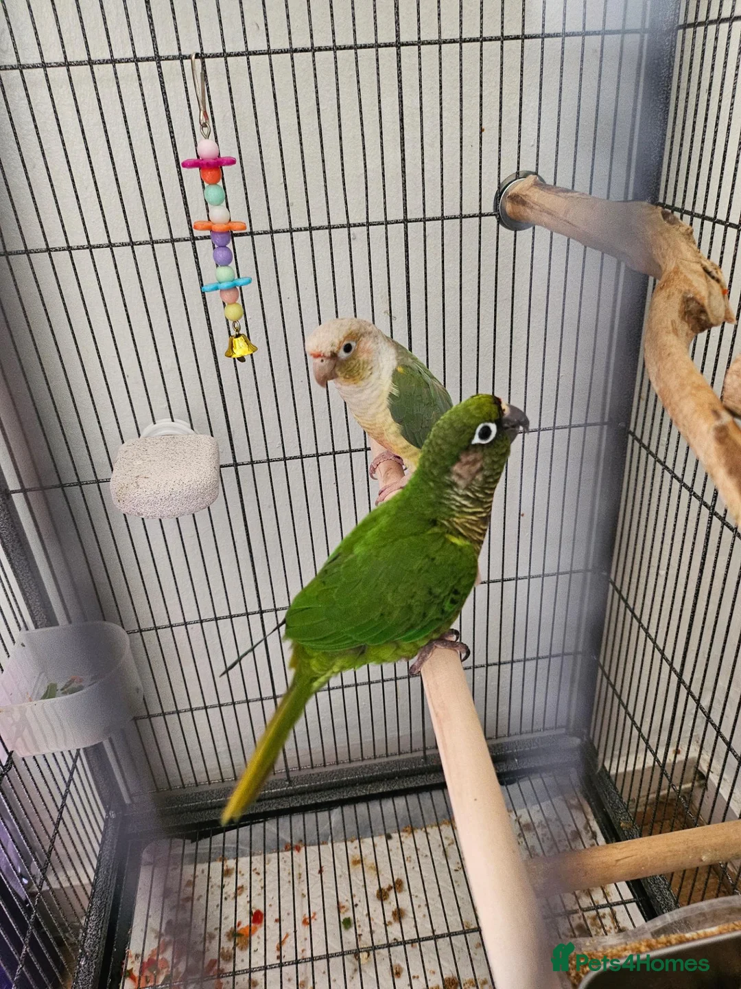 Conures birds for sale: Lovely pair of boy conures - Advert 2