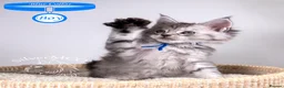 Maine Coon cats for sale: 💚Stunning XL TICA-registered Maine Coon Kittens  - Advert 37