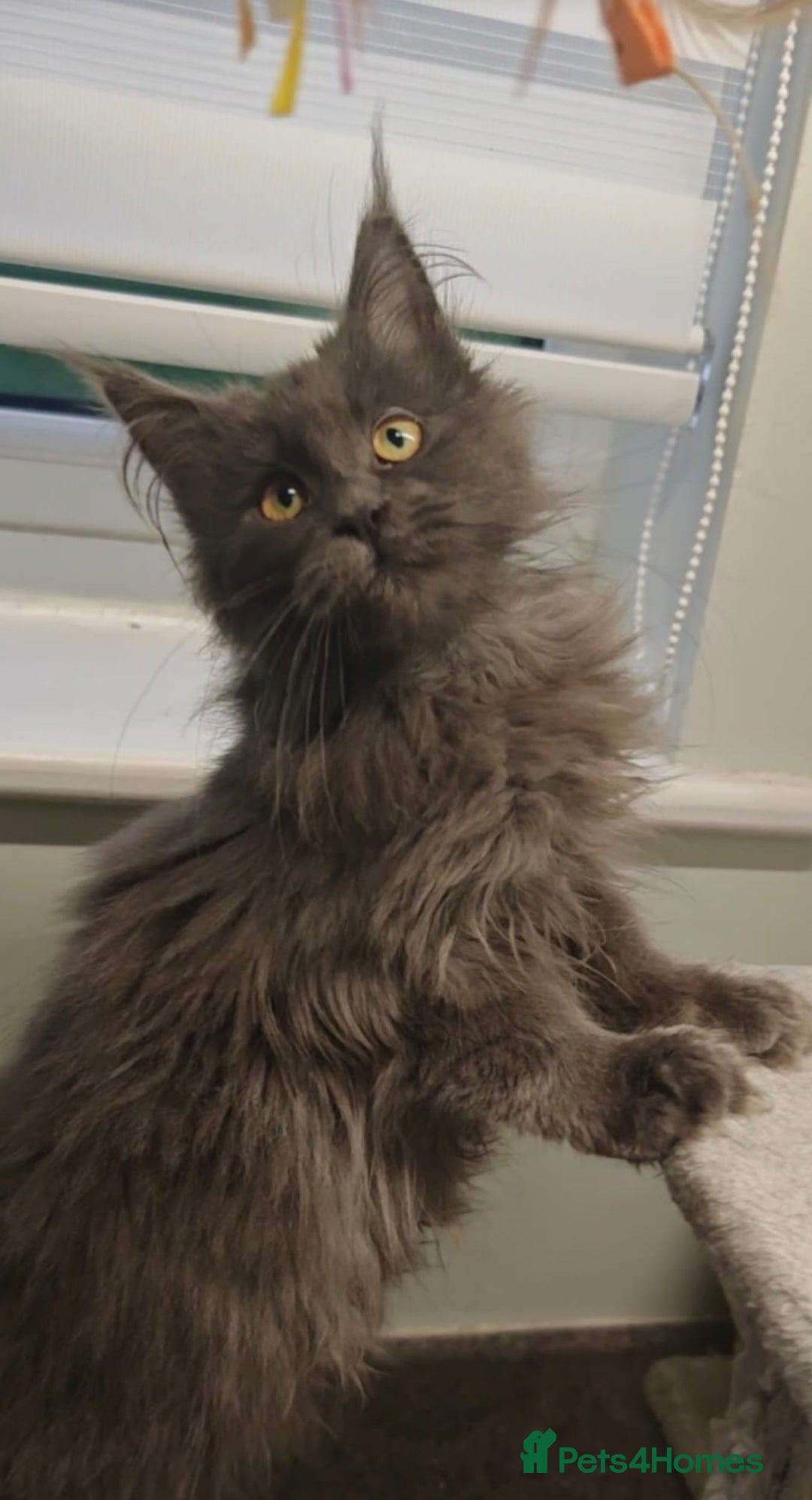 Maine Coon cats for sale: Beautiful Maine coon kittens - Advert 7