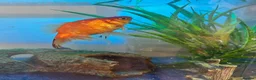 Goldfish fish for sale: 2 x goldfish for adoption with free tank - Advert 3