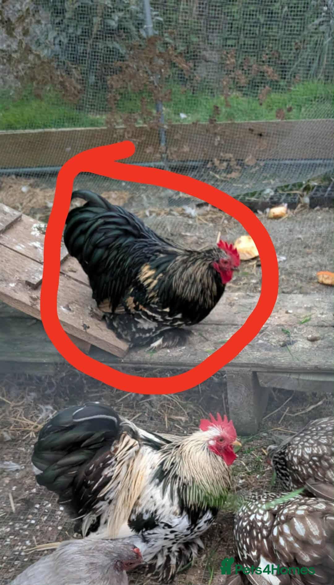 Chickens poultry for sale: Pekin bantams - Advert 2