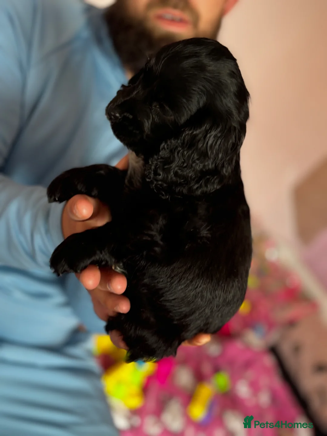 Cocker Spaniel dogs for sale: Cocker spaniel  - Advert 2
