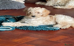 Labradoodle dogs for sale: Multigen Mini Labradoodle Puppies Available Now - Image 8