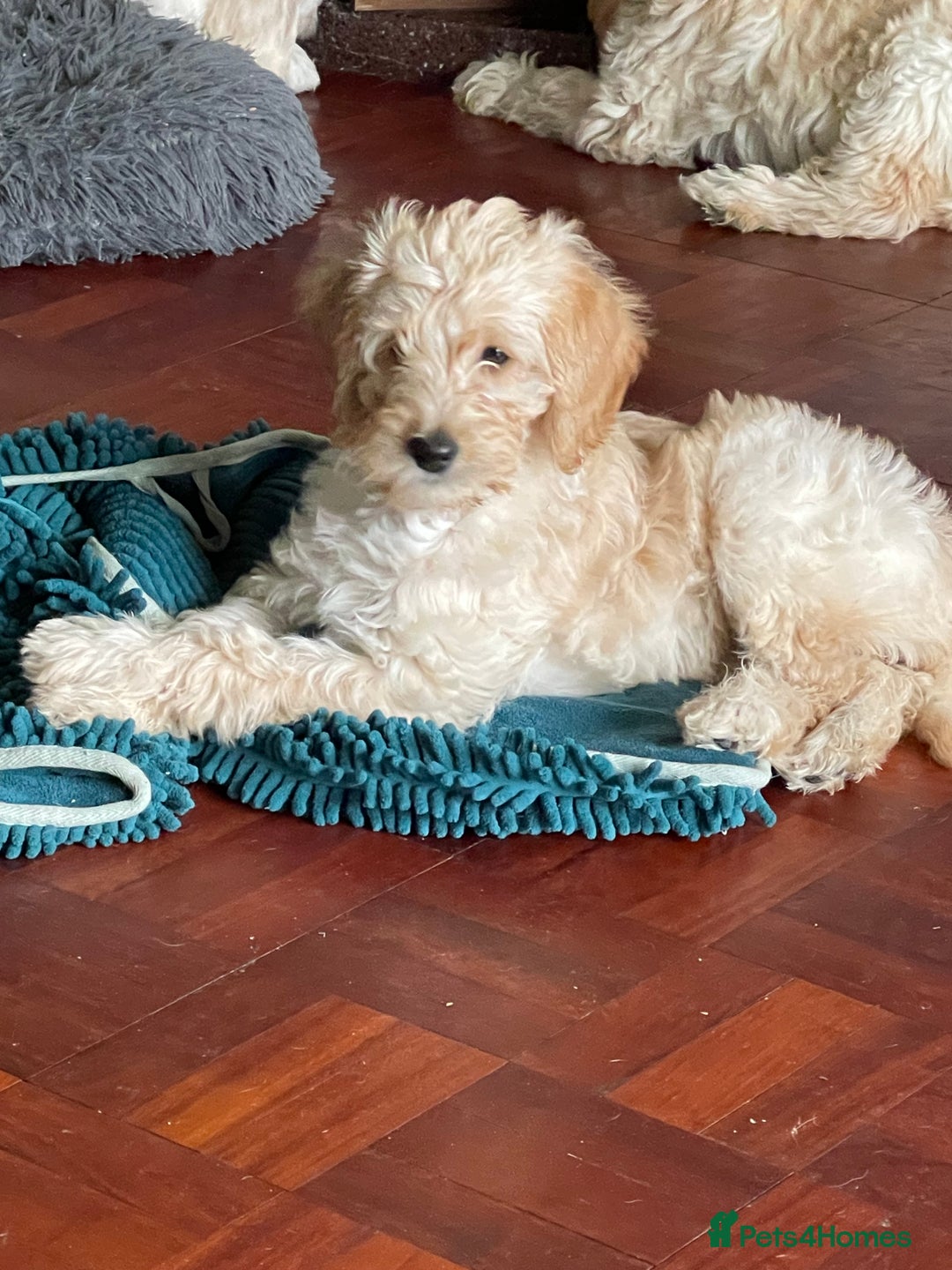 Labradoodle dogs for sale: Multigen Mini Labradoodle Puppies Available Now - Image 8