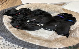 Labrador Retriever dogs for sale: Black Labrador Puppies for sale  - Image 7
