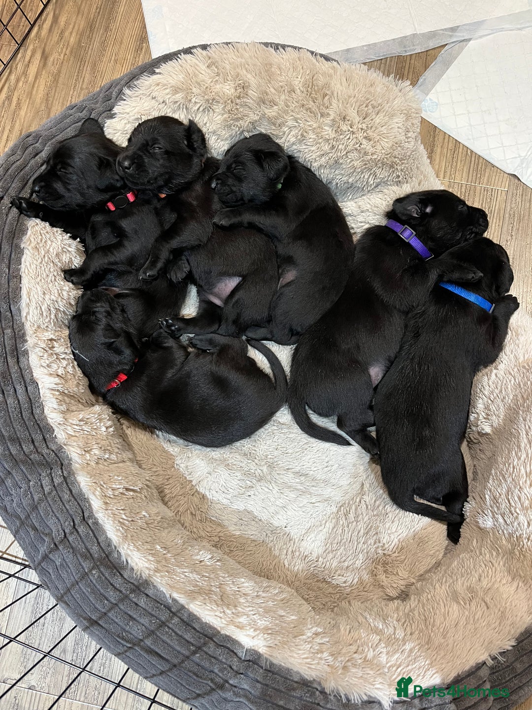 Labrador Retriever dogs for sale: Black Labrador Puppies for sale  - Image 7