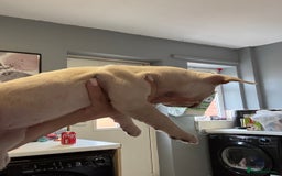 French Bulldog dogs for sale: White French bulldogs puppies  - Image 11