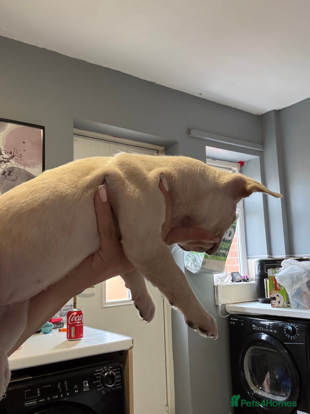 French Bulldog dogs for sale: White French bulldogs puppies  - Image 11