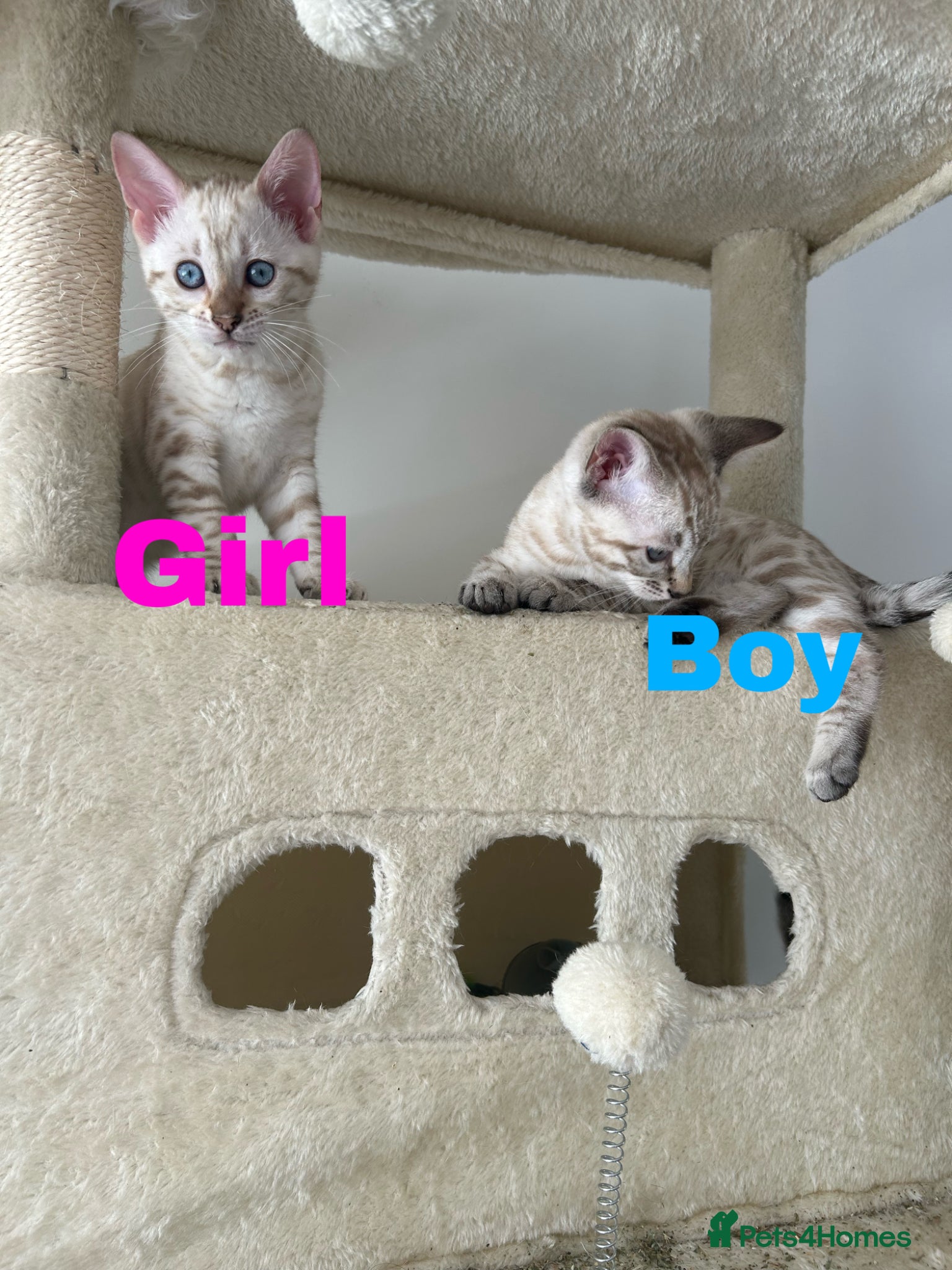 Bengal cats for sale: Snow bengal pure breed kittens  - Advert 2