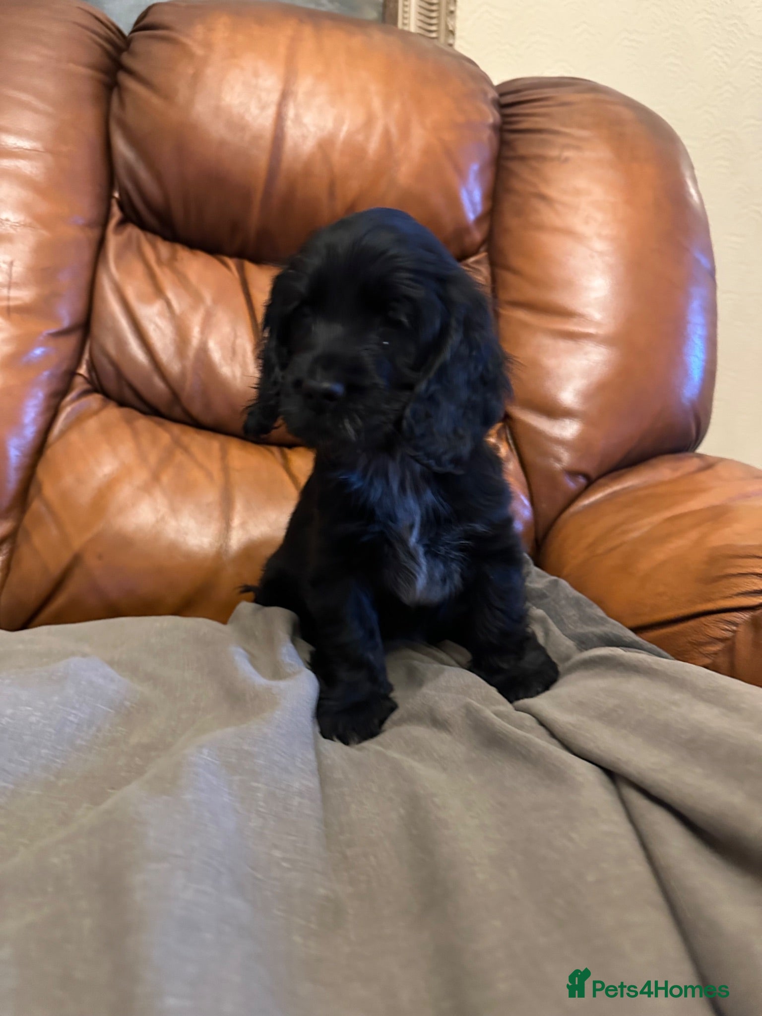Cocker Spaniel dogs Ready to leave Now, Kc Reg, Health Tested   - Advert 2