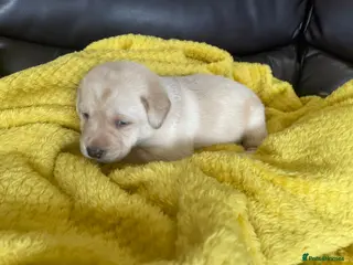 Labrador Retriever dogs Labrador puppies KC reg Health tested - Advert 2