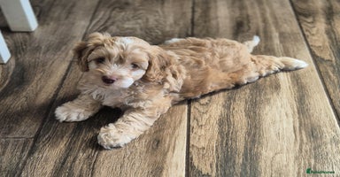 Cockapoo dogs - Advert 3