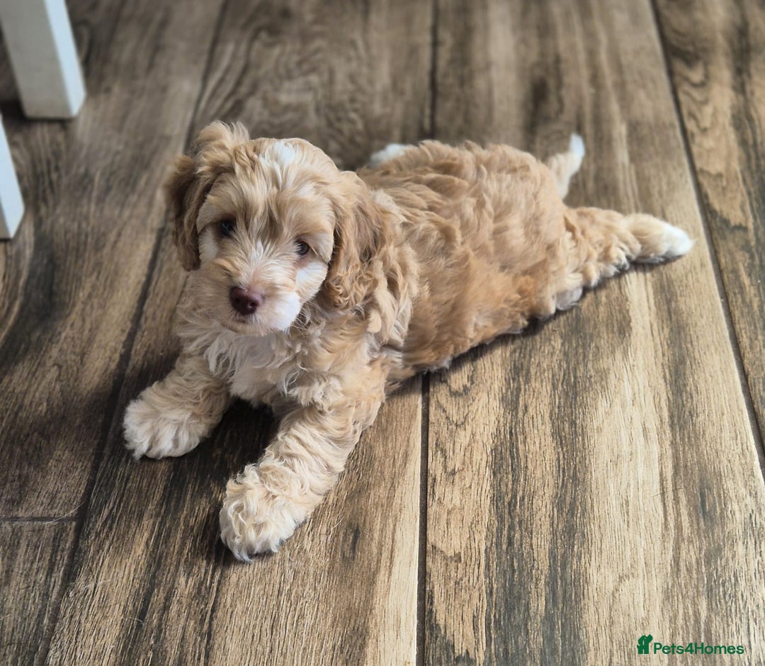 Cockapoo dogs for sale: Stunning Toy Cockapoos - Ready Now  - Image 2