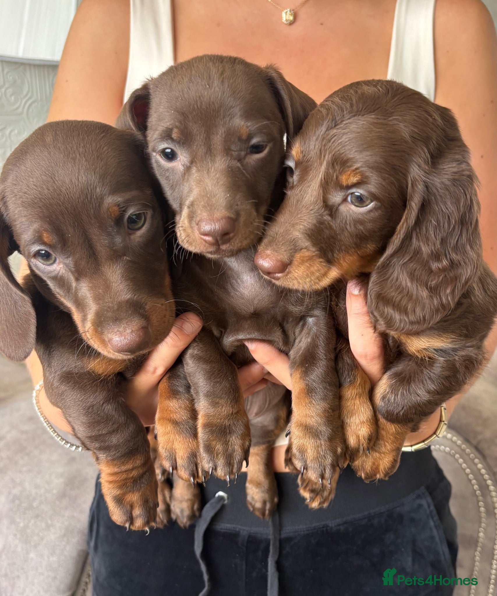 Miniature Dachshund dogs Miniature Dachshund puppies  - Advert 1